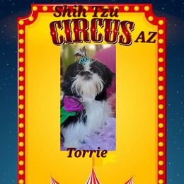 Torrie - Shih Tzu
