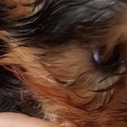 Yorkshire Terriers from Darlin K Yorkies