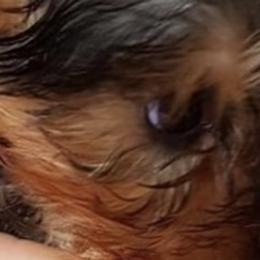 Yorkshire Terriers from Darlin K Yorkies