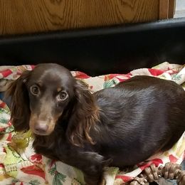 Reagan - Dachshund
