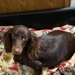 Reagan - Dachshund