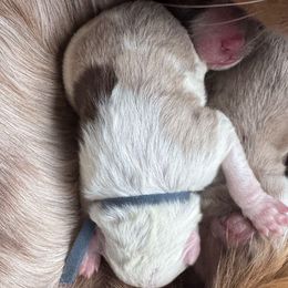 Tamarack - Red merle male Australian Shepherd puppy in Columbia Falls, Montana from Firefly Horse Co Wellness Retreat Center
