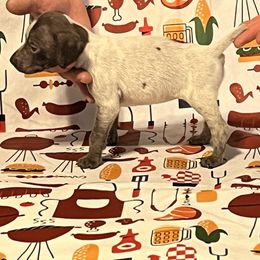 Girl 1 - German Shorthaired Pointer puppy in Weirton, West Virginia from Weber Valley Kennels