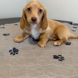 Red Or Cream Female - Red female Dachshund puppy in Horizon City, Texas from Micah's Minis