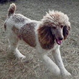 Boujie - Poodle