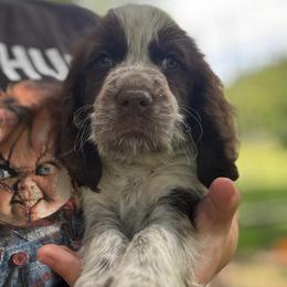 Orion - Liver white and roan male English Springer Spaniel puppy in Williston, Florida from Bizzy Farms English Springer Spaniels