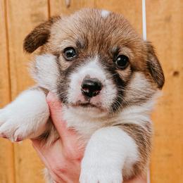 Girl 3 - Pembroke Welsh Corgi puppy in Idaho from Blue Sky Corgis