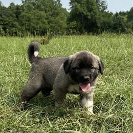 Girl 2 - Anatolian Shepherd Dog puppy in Texas from Faithful & True Ranch