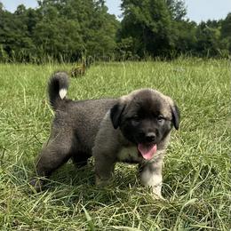Girl 2 - Anatolian Shepherd Dog puppy in Texas from Faithful & True Ranch