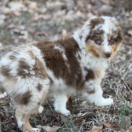 Reeves - Red merle male Miniature Australian Shepherd puppy in Natural Dam, Arkansas from Natural State Aussies