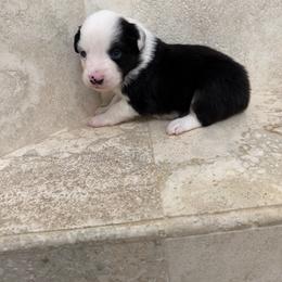 Forest - Black tri male Miniature American Shepherd puppy in Baker, Florida from East to Western Aussies
