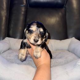 Jessie - Dapple female Dachshund puppy in Ceres, California from Rockin' M’s LilBitty Dachshunds (LBD)