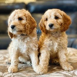 Cavapoos, Cockapoos, and Cocker Spaniels from Britts.Darling.Doodles