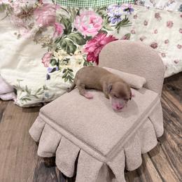 Miss Piggy - Dapple female Dachshund puppy in Harold, Kentucky from Taylors Tiny Tails