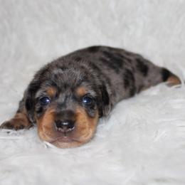 Dapple male - Dapple male Dachshund puppy in Lily, Kentucky from Little Acres Miniature Dachshunds