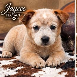 Jaycee - Red mottled female Australian Cattle Dog puppy in Chillicothe, Missouri from TLC Cattle dogs