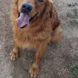 Golden Retriever Puppies from TC's Golden Ranch