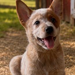 Easy going Male - Red speckled male Australian Cattle Dog puppy in Scurry, Texas from RedHorizon AKC Australian Cattle Dogs (Heelers)
