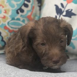 Goldendoodle, Schnoodle, and Sheepadoodle Puppies from Dood Ranch