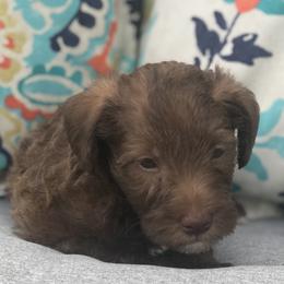 Goldendoodle, Schnoodle, and Sheepadoodle Puppies from Dood Ranch