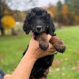 Hersey - Black female Poodle puppy in St. Johnsbury, Vermont from Poodles of the Northern Woods