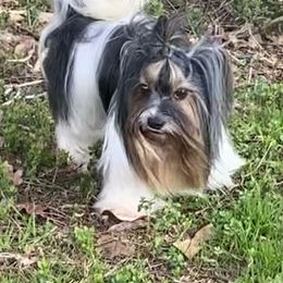 Mickey  - Biewer Terrier