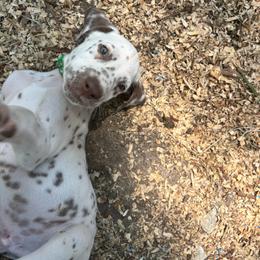 Sage(LUA) - White and liver brown male Dalmatian puppy in Wilson, North Carolina from New Horizonz Dalmatians