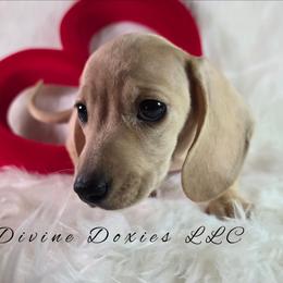 Chad English Cream AKC - Cream male Dachshund puppy in Kansas City, Missouri from Divine Doxies LLC