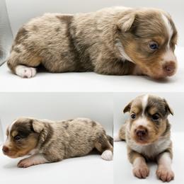 Red Merle female 3 - Red merle female Toy Australian Shepherd puppy in Brooker, Florida from Honey, I Shrunk the Aussies