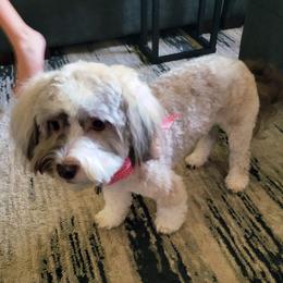 Havanese All Grown Up from Puppies For A Purpose