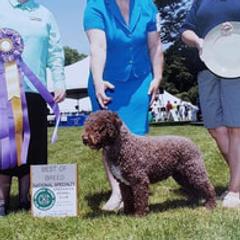 Spanish Water Dogs from Ariosa