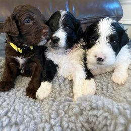 Portuguese Water Dogs from WiccaBay