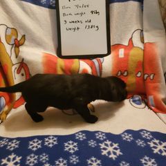 Tevye - Black male Flat-Coated Retriever puppy in Stillwater, Minnesota from Whirlwind Flat-Coated Retrievers