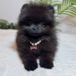 Bellamy - Black female Pomeranian puppy in Menifee, California from Petite Poms Of CA
