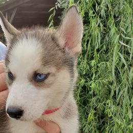 Siberian Husky Puppies from Blevins Hill Top Huskies