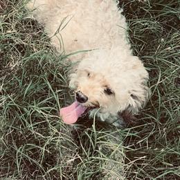 Riley - Cavapoo