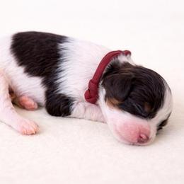 Nutmeg - Chocolate female Cavapoo puppy in Beech Island, South Carolina from New Moon Farm Canines
