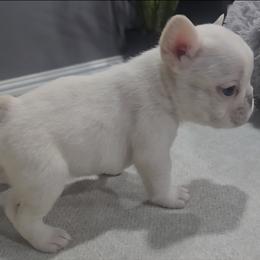 White Male - White male French Bulldog puppy in Tyler, Texas from Texas Top Notch Frechies