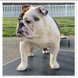 Mr.Myers - Bulldog