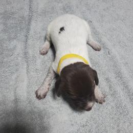 Girl 2 - female German Shorthaired Pointer puppy in Osceola, Missouri from Bird Dog Ranch