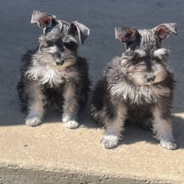 Miniature Schnauzer Puppies from Sugarbaby Kennel