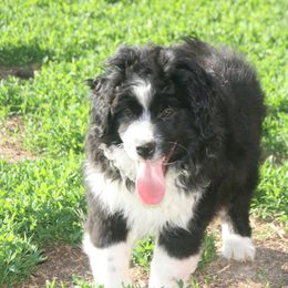Shaq - Black and tan male Pembroke Welsh Corgi puppy in Fairview, South Dakota from Dakota Toy Aussies