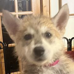 Girl 1 - female Tamaskan puppy in Kansas City, Missouri from Little Bear Tamaskans