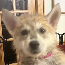 Girl 1 - female Tamaskan puppy in Kansas City, Missouri from Little Bear Tamaskans
