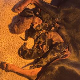 Red - Black and rust female Doberman Pinscher puppy in Medina, Tennessee from Valorosa Doberman Kennel
