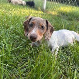 Honey Bee - Dapple female Dachshund puppy in Ben Wheeler, Texas from P&P Dachshunds