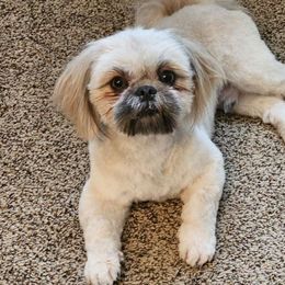 Ren - Shih Tzu