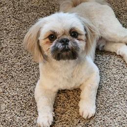Ren - Shih Tzu