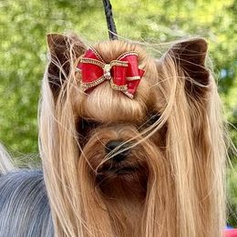 Yorkshire Terriers from Palmridge Show Dogs