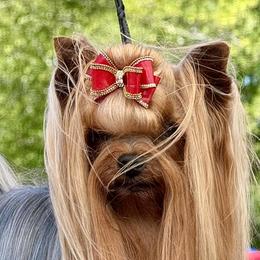 Yorkshire Terriers from Palmridge Show Dogs